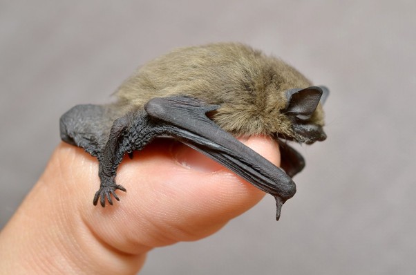 Bat image